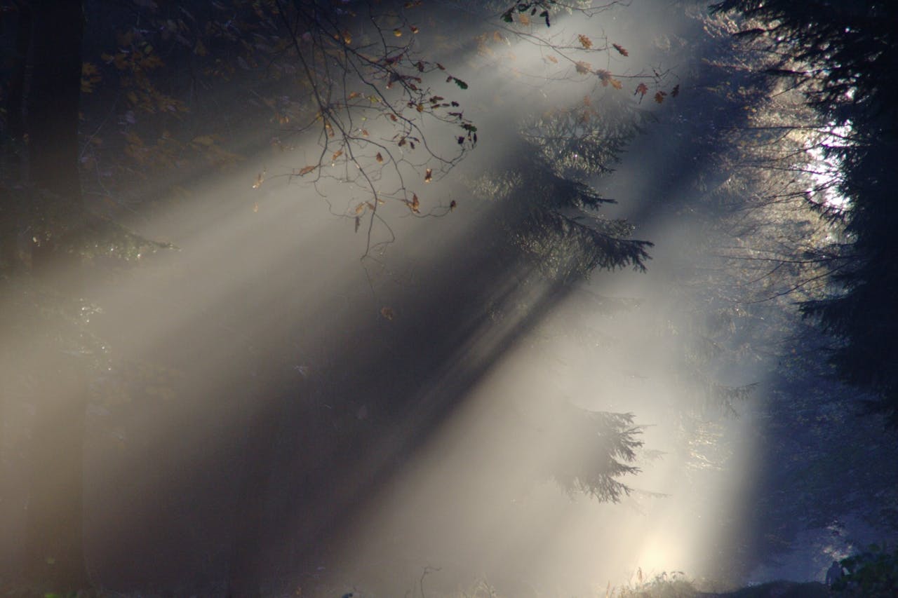 sunbeam-fog-autumn-nature-69825-69825.jpg